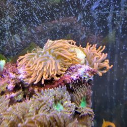 Black Widow And Rose Bubble Tip Anemones