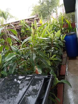 Planta De NÃspero Las Hojas Son Buenas Para Regular La Alta Presión