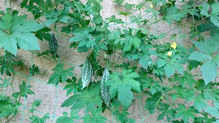 🌿 Indian Bitter Melon (Karela) Plants – 4” Pot – Organically Grown – $4 Each