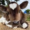 COWcrazy🐄!!!