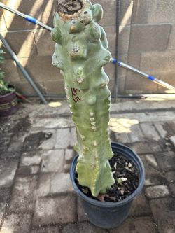 Tótem Pole Cactus For Sale