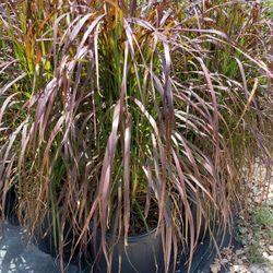 Purple Fountain Grass 