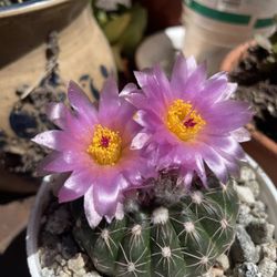Cactus Pink Flower 