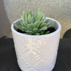 Succulents 