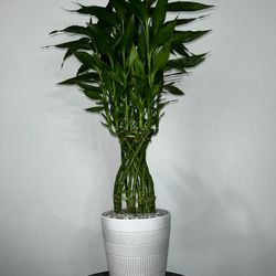 Darcaena Sanderiana Lucky Bamboo Galileo Large 3ft Tall 7” Decorated Clay Pot 