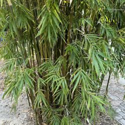 Bamboo Plants, 15ft Tall