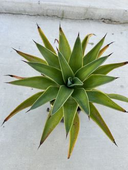 Agave