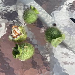 Moon Flowers Seeds 