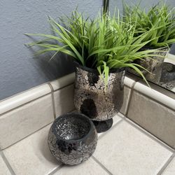 Plants And Pot Included