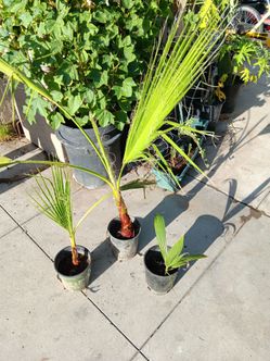 Palm trees