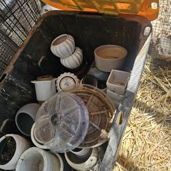 Plant Pots
