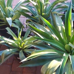 Large Soft Leaf Agaves Plants