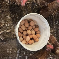 Organic Chicken 