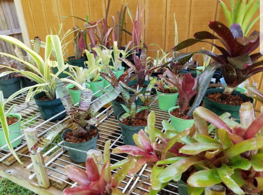 Plants for sale- bromeliad, cycad, bamboo, succulents - interior, home, office, landscape