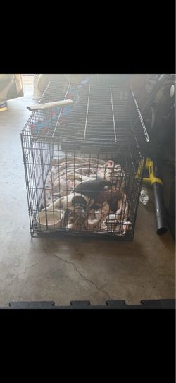 DOG crate