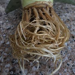 Rooted Pineapple Plant 