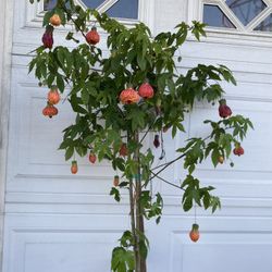 Chinese Lantern Blooming Plant , In 5 Gallóns Pot Pick Up Only