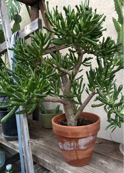 Gorgeous little succulent tree… 1.5 Ft tall …$35.00 firm
