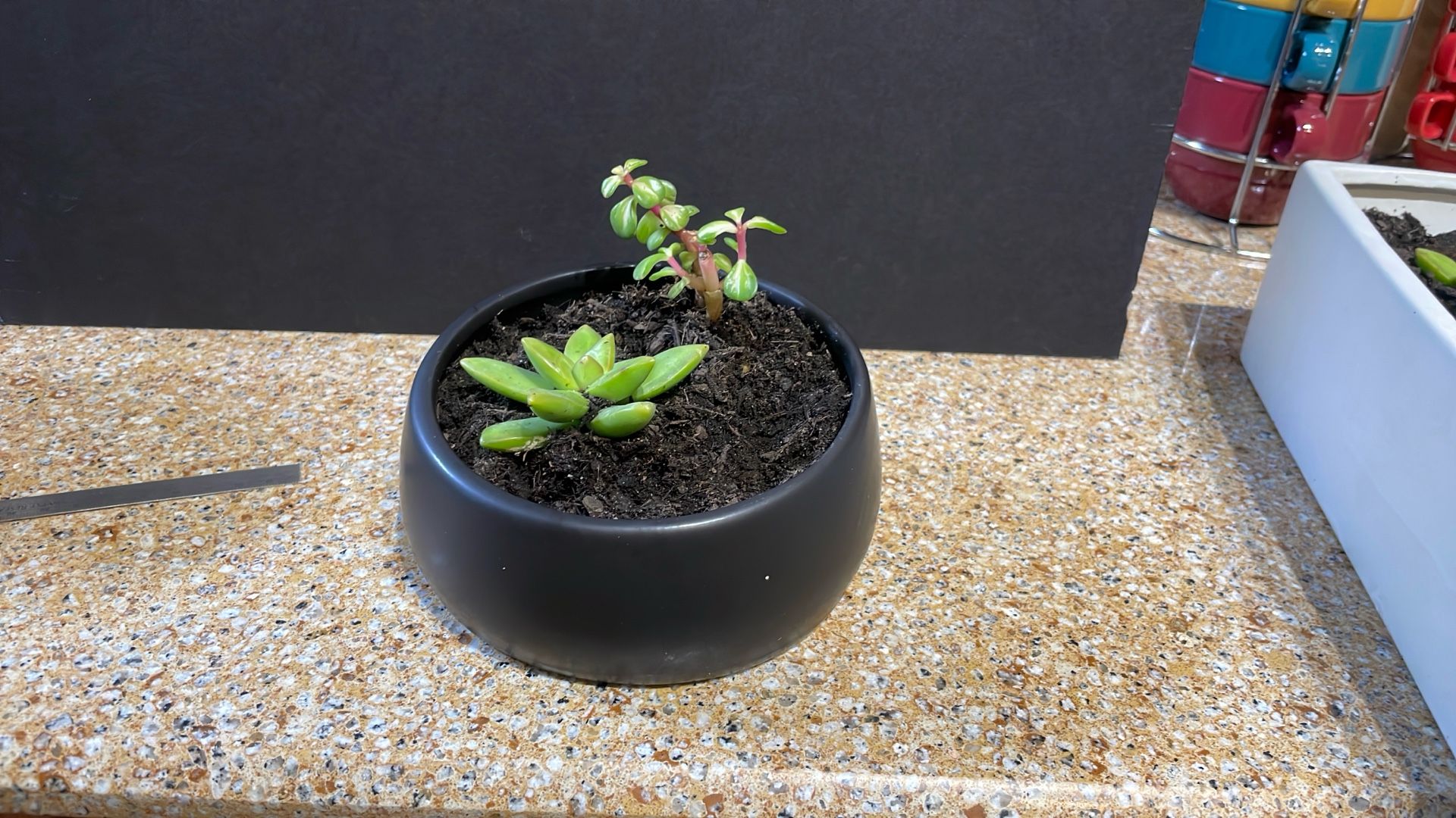 Live Succulent Plant Gift For Any Occasion 