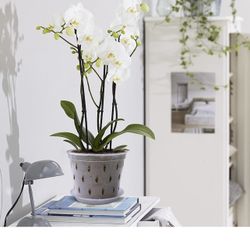 Clear Plastic Plant Pot Indoor (7 Pack)