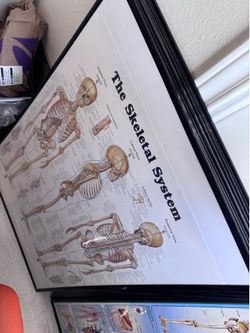 Anatomy posters/Figures