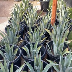Blue Agave