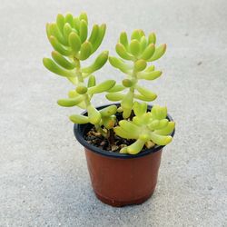 Succulents plants 🪴