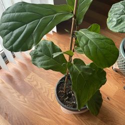 Fig Plant