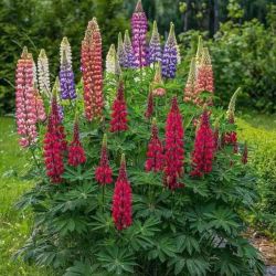 Beautiful Perennial Lupines. 50 Seeds.Heirloom, NonGMO, Organic Multicolor Seeds