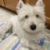 Loves Westies💕
