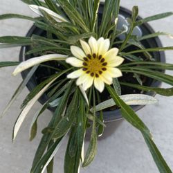 Gazania