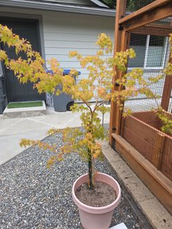 Laceleaf Maple Tree