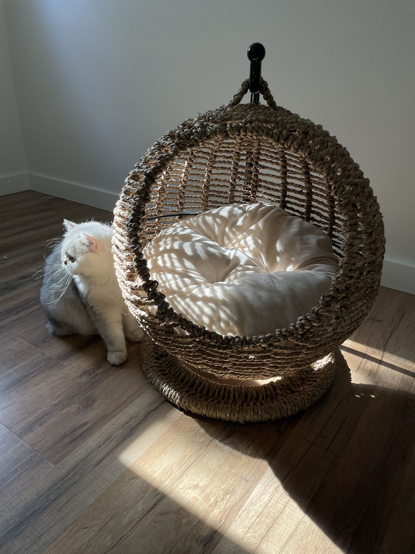 Trending Cat Hammock - Almost NEW