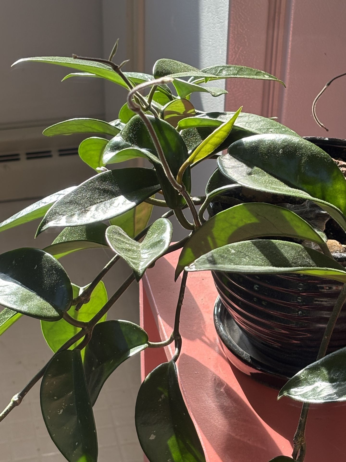 Hoya Plant In Ceramic Pot
