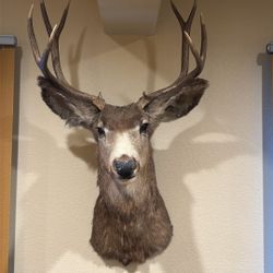 Real Deer Head 