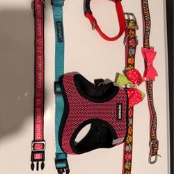 Small dog harness and collars