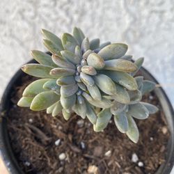 6 Inch Pot Rare Hybrid Succulent Plant - Cremeria Expatriata Crest Crested - Rooted and Stablished Plant - Drought Resistant - 🪴