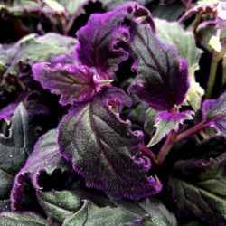 Gynura Purple Passion Plant