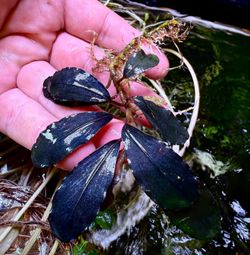 Rare And Common Aquarium And Terrarium Plants