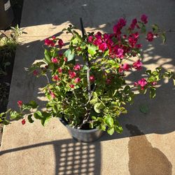 Bougainvillea 