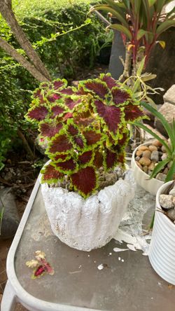 Plantas