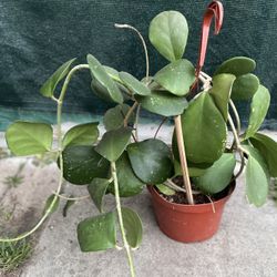 Hoya Kerry Large Plant, In 12 Inch Hanging Pot Pick Up Only