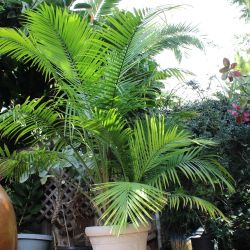 Happy Majesty Palm Tree 8 Ft Tall 6 Ft Wide