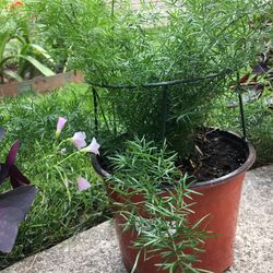 Plant