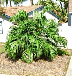 12-15 feet tall fan palm tree , you dig