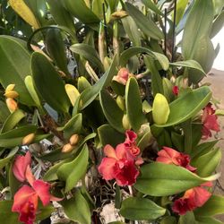 Many New Cattleya Orchids All Colors $38 Up