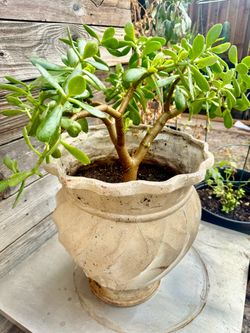 Jade Home plant succulent
