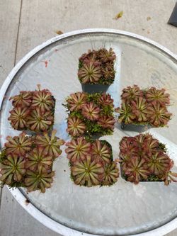 Drosera Aliciae (Sundew) carnivorous plant