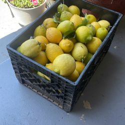 Organic Lemon 🍋 
