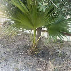 Valley Palms